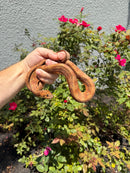 Red Salt Marsh Water Snake Adult Female
