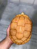 Albino Red-Eared Slider Adult Female