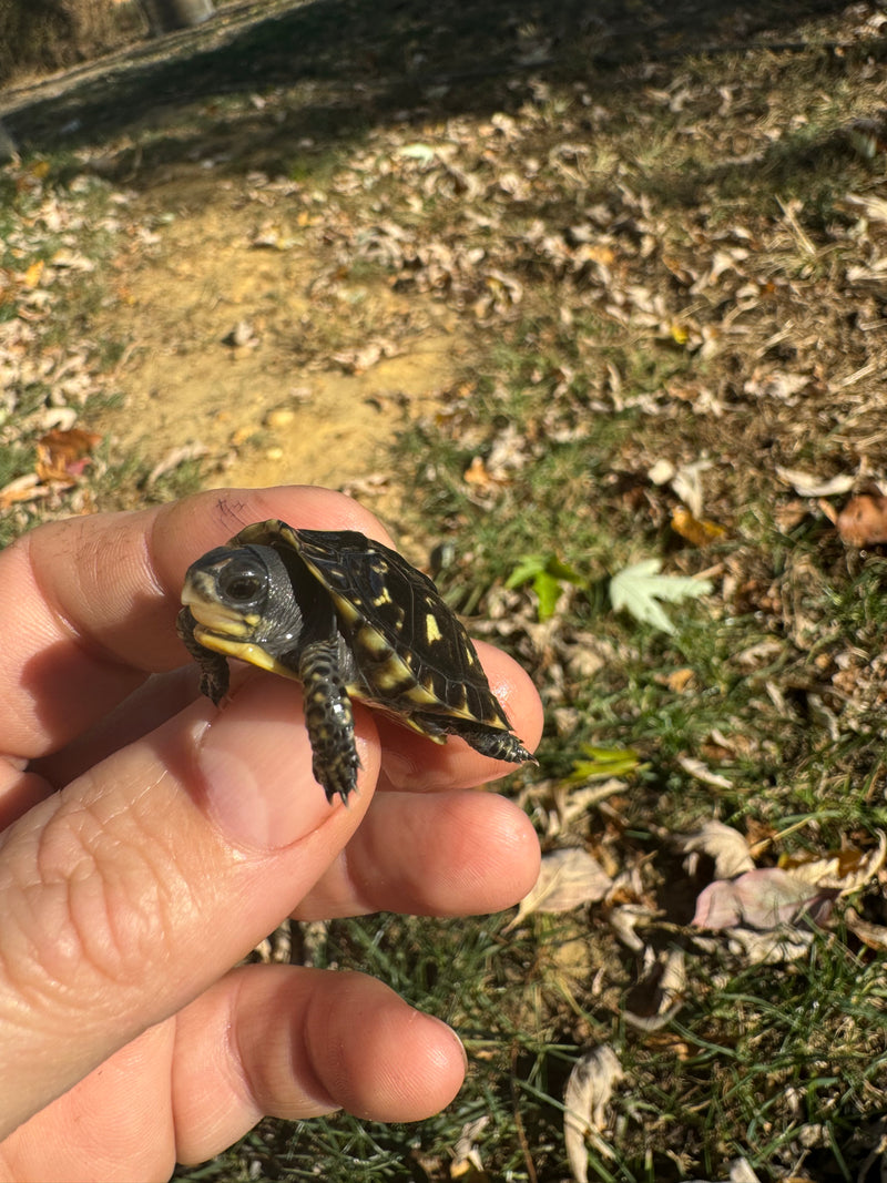 HI YELLOW Florida Box Turtle Baby 2024