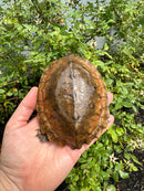 Flat Shell Turtle Juvenile Female 2025