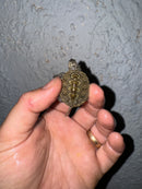 Hi White Concentric Diamondback Terrapin 2024