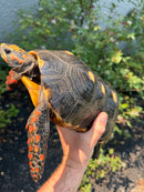 Red Foot Tortoise Adult Male