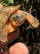 Golden Coin Box Turtle 2025