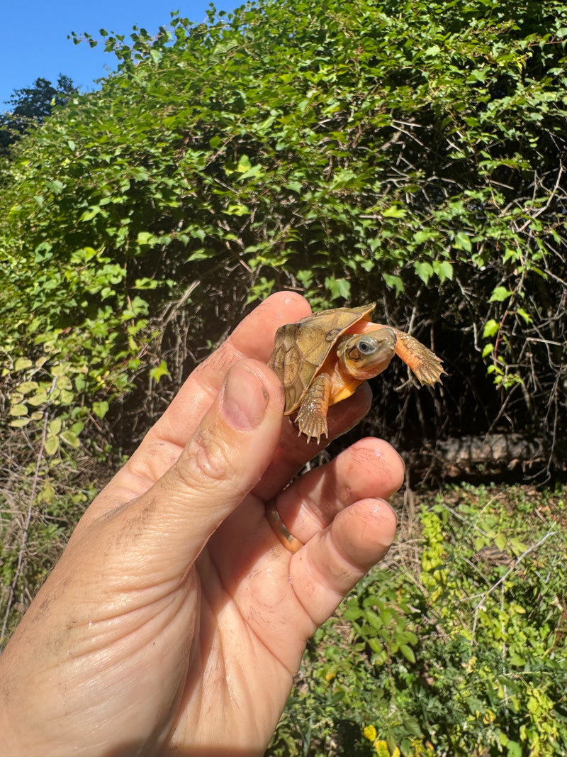Golden Coin Box Turtle 2025