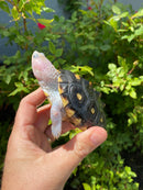 Ornate Diamondback Terrapin Female