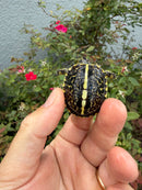 HI YELLOW Florida Box Turtle