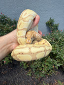 Banana Ball Python Mixed Morph Female