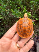Bourret's Flowerback Box Turtle 2026
