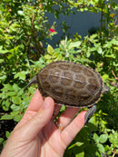 Balkan Pond Turtle Adult Male