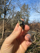 Pastel Reeves Turtle Baby 2025