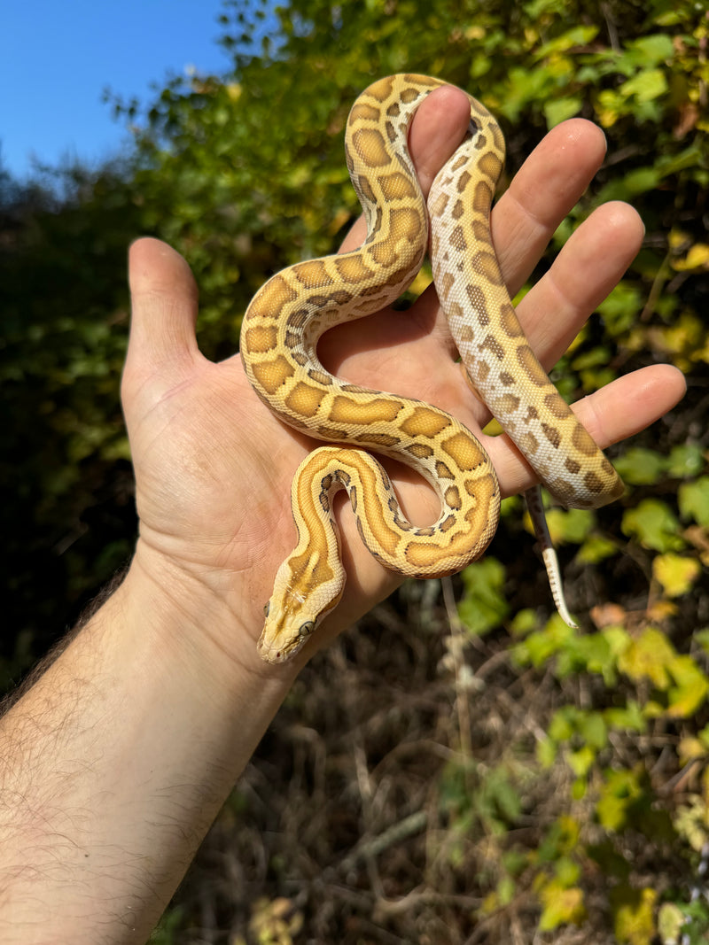 Hypo Burmese Python Male