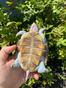 Ornate Diamondback Terrapin Female