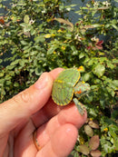 Pastel Clown Red Eared Slider Turtle