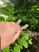 Purple Iguana Babies (Iguana iguana)