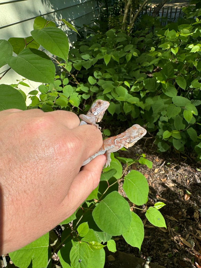 Purple Iguana Babies (Iguana iguana)