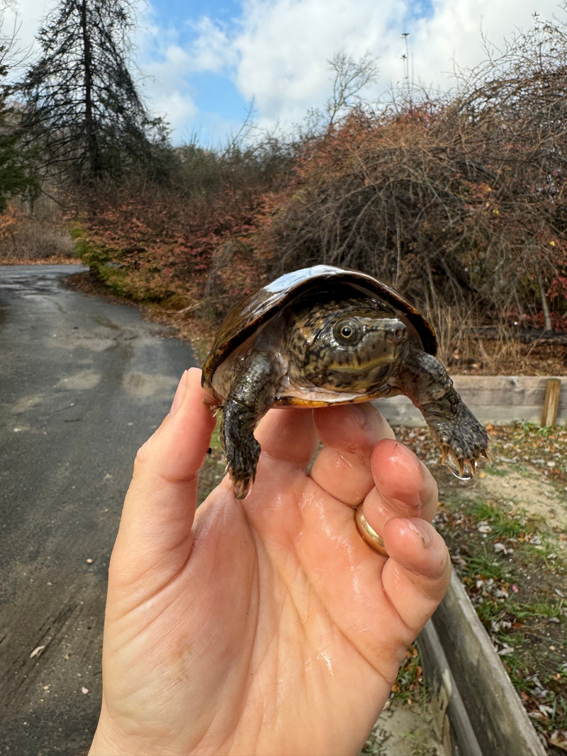 Stripe-necked Musk Turtle Adult Pair