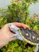 Ornate Diamondback Terrapin Female