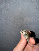 Hi White Concentric Diamondback Terrapin 2025