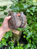 Adanson's Mud Turtles Pair