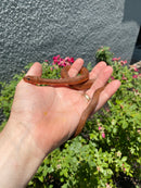 Red Salt Marsh Water Snake Adult Male