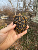 Pancake Tortoise Female