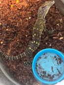Sorong Crocodile Monitor Captive Hatched Female (Varanus salvadorii)