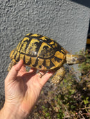Eastern Hermann's Tortoise Adult Female