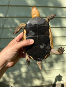 Chinese Box Turtle Adult Pair (Cuora flavomarginata)