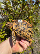 Libyan Greek Tortoise Adult Female