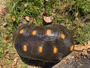 Barbados Red Foot Tortoise Adult Male