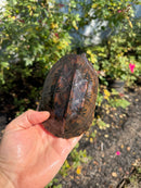 Mexican Giant Musk Adult Female