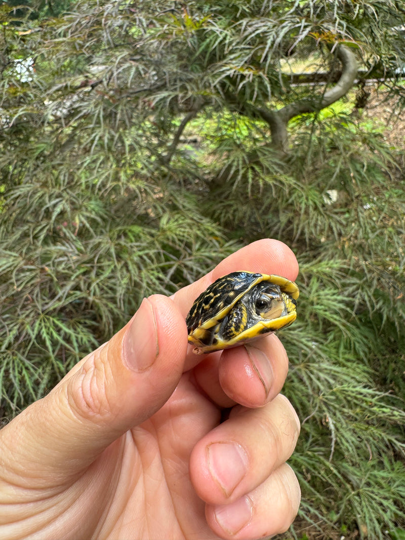 HI YELLOW Florida Box Turtle Baby 2024