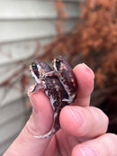Mozambique Rain Frogs (Breviceps adspersus)
