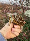 Desert Box Turtle Adult Female CB
