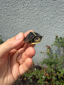 HI YELLOW Florida Box Turtle