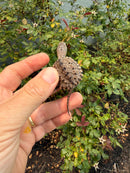 Hypomelanistic Common Snapping Turtle 2026