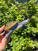 Adult Conentric Diamondback Terrapin Male