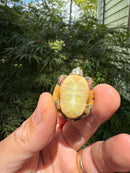 Pastel Clown Eastern Painted Turtle 2025