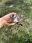 Twist-necked Turtle LTC Female