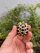 Sri Lankan Star Tortoise 2026