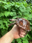 Spiny Hill Turtle Sub-Adult Female