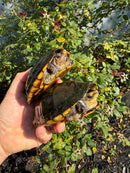 Scorpion Mud Turtle Adult Pair