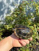 Southern Painted Turtle Adult Female