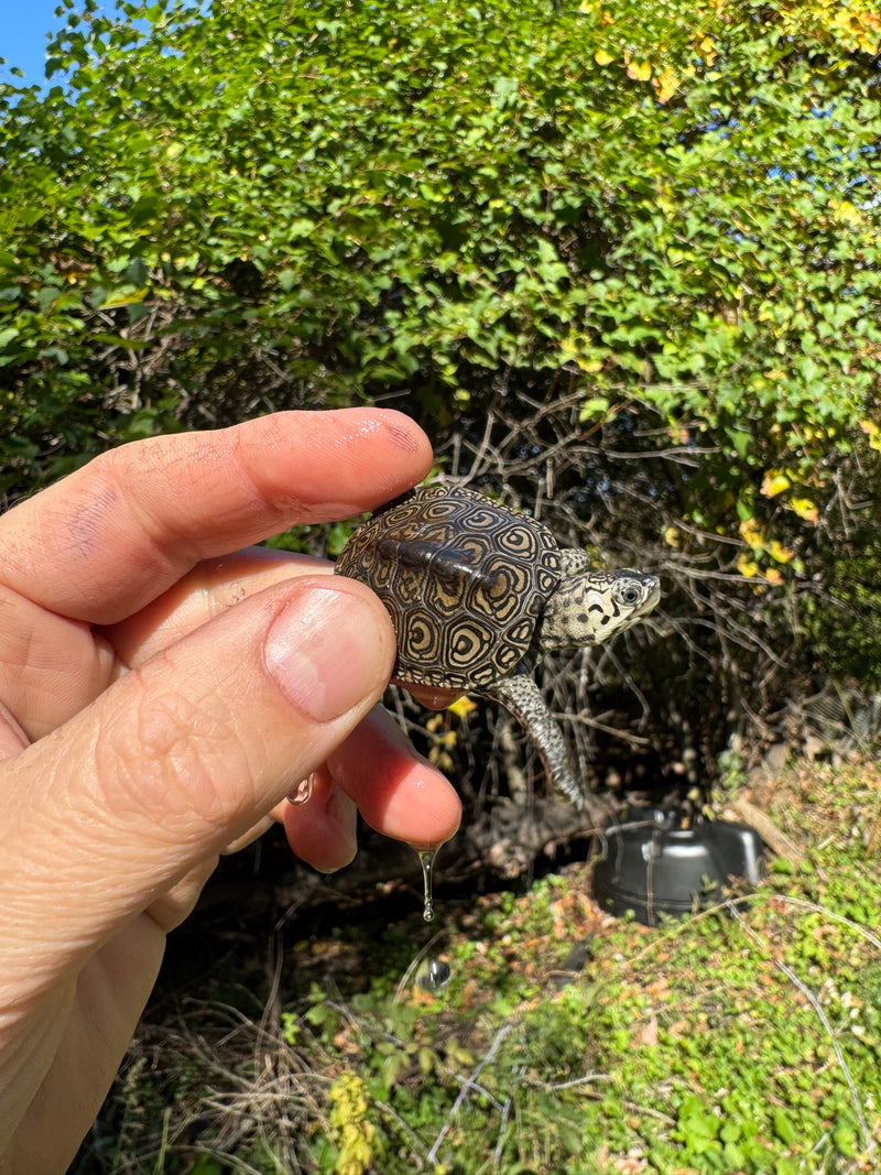 Hi White Concentric Diamondback Terrapin 2025
