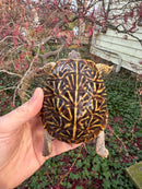 Desert Box Turtle Adult Female CB