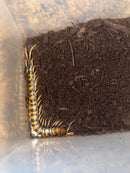 Piece of Lava Centipede Adults (Scolopendra subspinipes ‘piceoflava’)