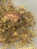Hi Orange Vietnamese Black Breasted Leaf Turtle Baby 2026