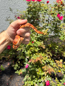 Red Salt Marsh Water Snake Adult Female