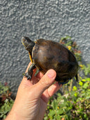 Franco-Italian Pond Turtle Adult Female