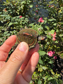 Indian Pink Ringed Tent Turtle